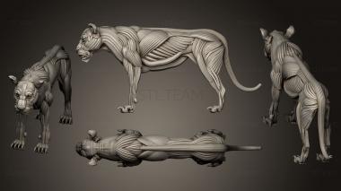 3D model Lion ecorche (STL)